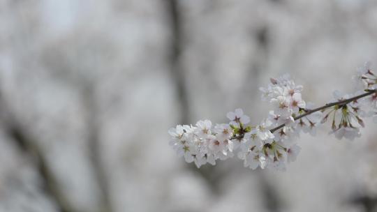 4K春天阳光下樱花开放摇晃