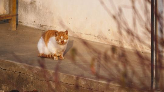 可爱猫咪4K实拍镜头