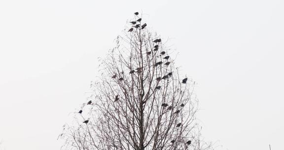 春天一群鸟在树枝上空镜