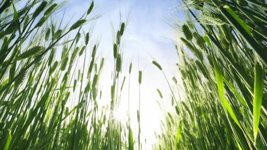 慢动作仰拍阳光透过绿油油的小麦麦穗