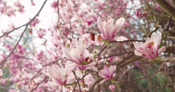 春天开满玉兰花的枝头