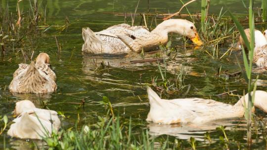 池塘一群鸭子觅食特写实拍镜头