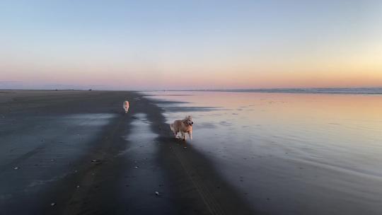狗日落时在海滩奔跑