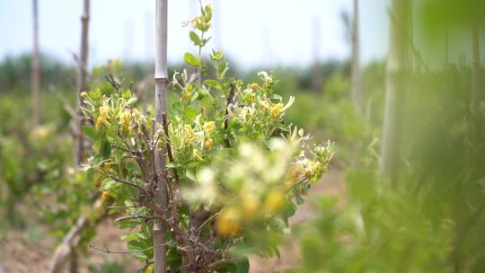 金银花 种植 加工 收获 农业 三农 农村振兴 药材 中药种植 金银花加工 金银花种植 (57)