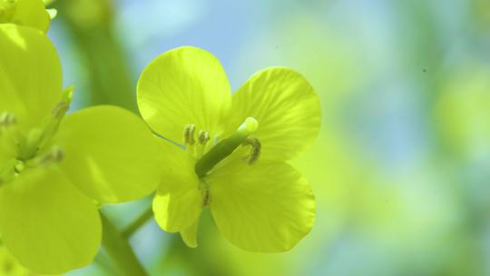 微距拍摄油菜花