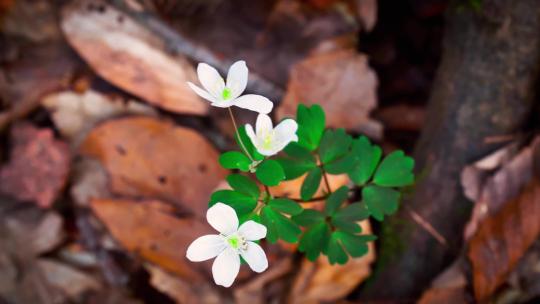 春季森林鲜花野花合集