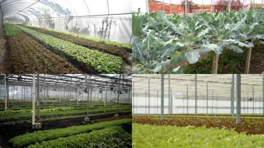 【合集】现代大棚温室中的植物蔬菜