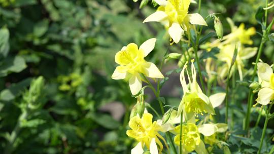 春天春季立春鲜花盛开开花