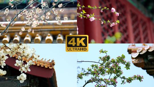 4K升格实拍春天北京故宫内盛开的花和柳枝视频素材模板下载