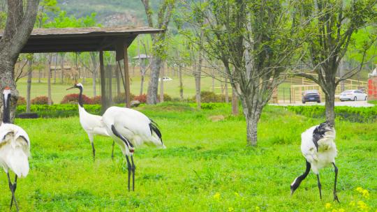 鸟类动物白鹤动物园4K实拍