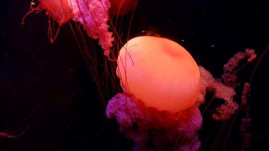 海底世界海洋馆水族馆水母