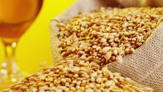 高品质优质小麦麦谷麦穗