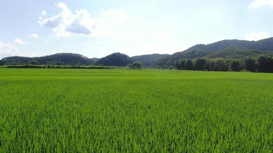 肇庆封开县农田风光