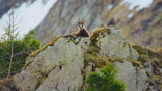 一只羚羊躺在一块山岩上