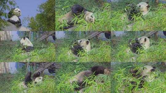 大熊猫吃竹子特写镜头合集高清在线视频素材下载