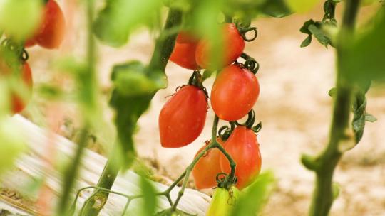 0813 西红柿种植 蔬菜种植 大棚种植