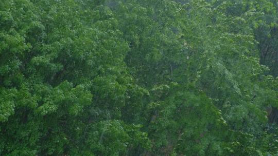 俯拍下雨大树雨景高清在线视频素材下载