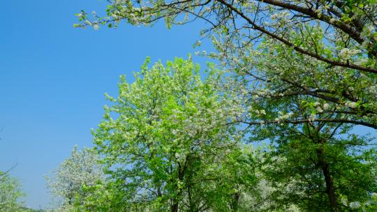 梨花 阳光树林 春天树林森林