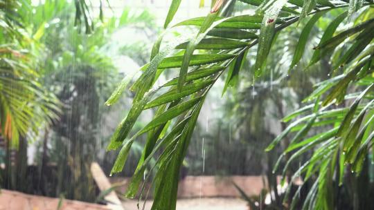 雨水坠落竹叶