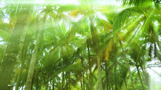 阳光树林 椰树林 椰梦长廊 丁达尔效应