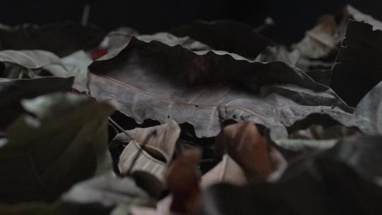 香烟掉落到枯叶上 (2)