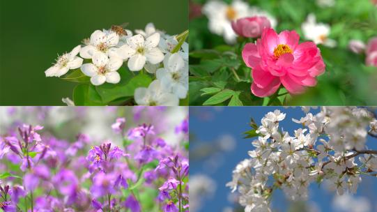 春天各种花朵盛开合集