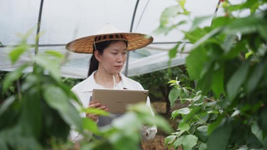 中年女性科技人员在农业大棚里观察樱桃生长