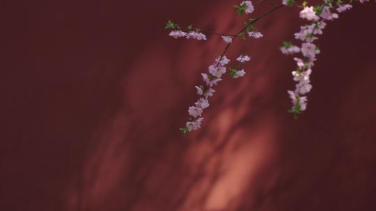 北京故宫博物院红墙樱花视频素材