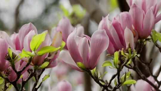 北京故宫御花园紫玉兰玉兰花