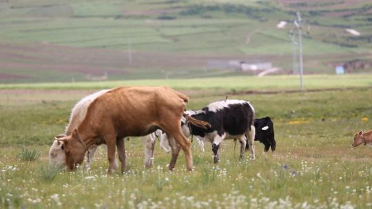 大草原 远山 牦牛 奶牛 黄牛 吃草视频素材模板下载