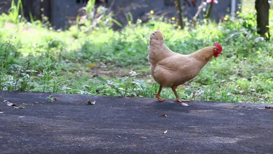 行走在路边觅食的母鸡