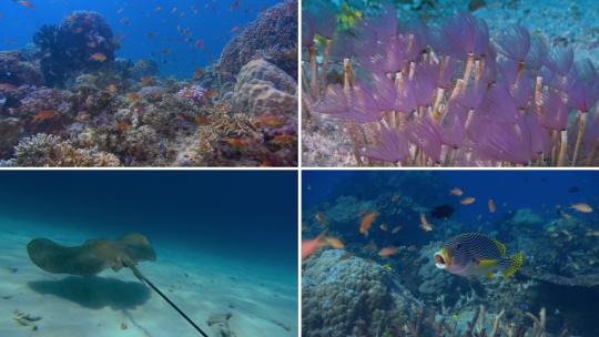 珊瑚海梦幻海底世界2