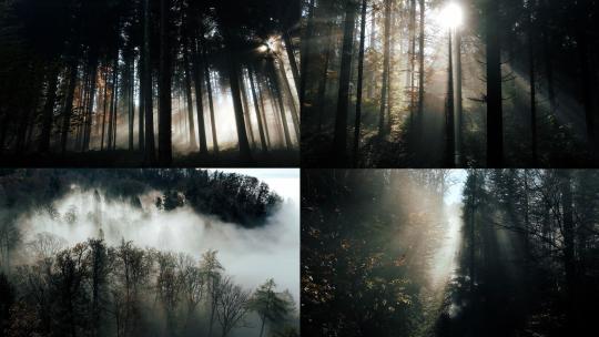 森林阳光光线迷雾森林太阳穿过森林云雾