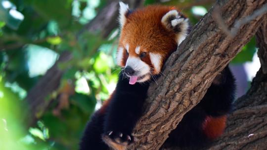 动物园小熊猫视频素材模板下载