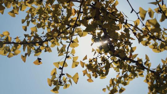 唯美自然阳光下的银杏树叶秋天风景实拍