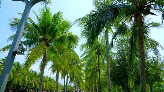 海南三亚 椰树 椰子树 椰林视频素材模板下载