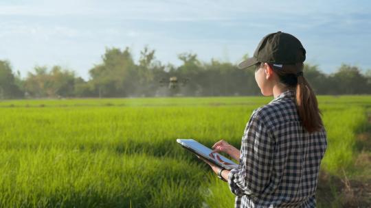 无人机在农田上喷洒肥料和农药
