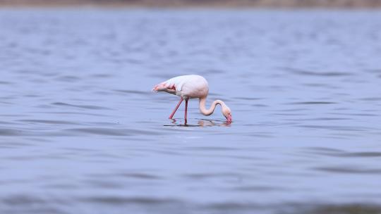 东方宝石、国宝朱鹮与白鹭捕泥鳅