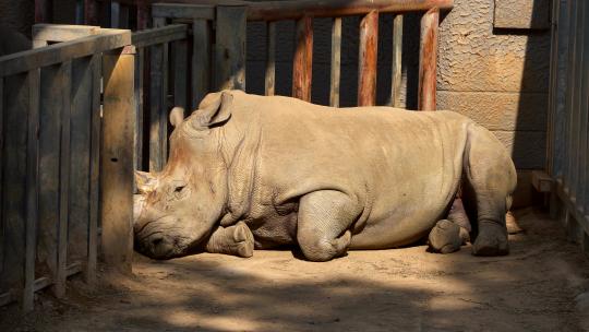 南京红山动物园一只犀牛正在睡觉4K