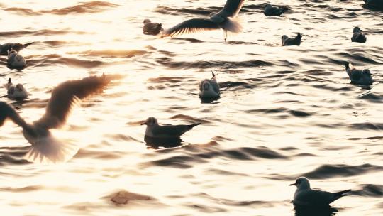 青岛栈桥海鸥日落风景超慢动作升格视频