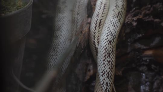 玻璃箱里一条白色的王蛇