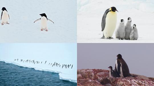 【合集】企鹅 帝企鹅 南极企鹅视频素材模板下载