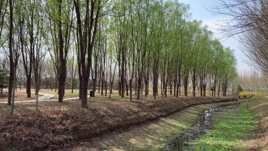 北京春天变绿的树林