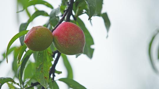实拍雨季桃子成熟
