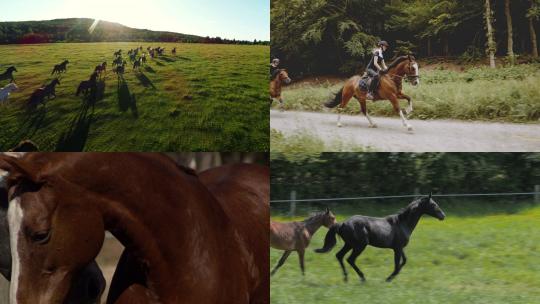 [合集]马匹奔跑镜头马群