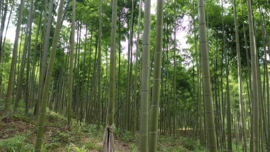 竹林 竹海 竹子 竹叶 大竹林 竹