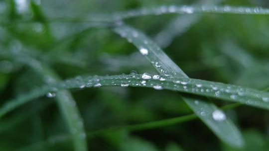 雨后草上晶莹的雨滴