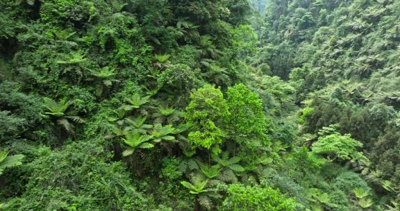 航拍四川乐山茂密丛林桫椤沟远古植物化石