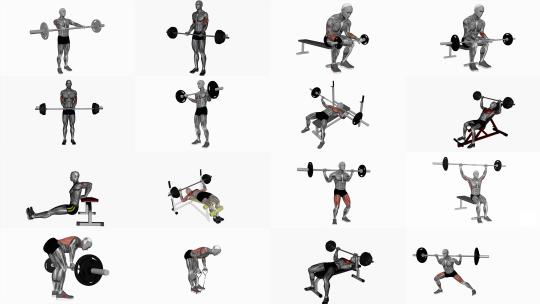人体肌肉健身运动演示3D动画健身器材锻炼