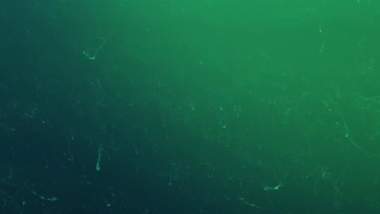 水里海藻等微生物视频素材模板下载
